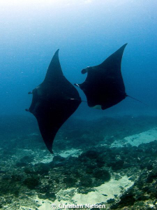 2 manta rays passed us on the way to our safety stop and ... by Christian Nielsen 